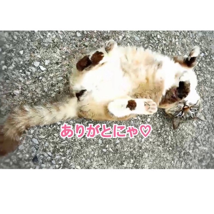 兎衣(うい)