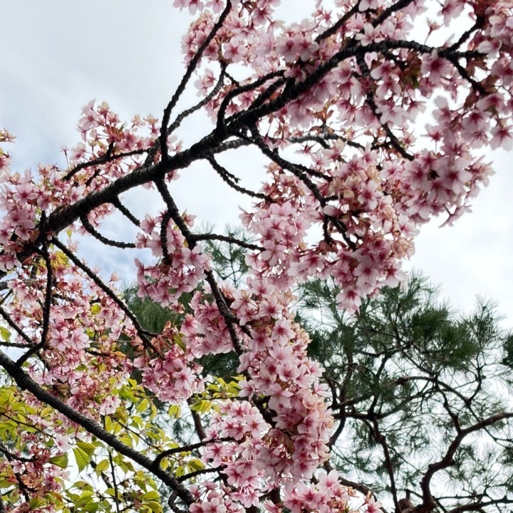 芽来里(めぐり)
