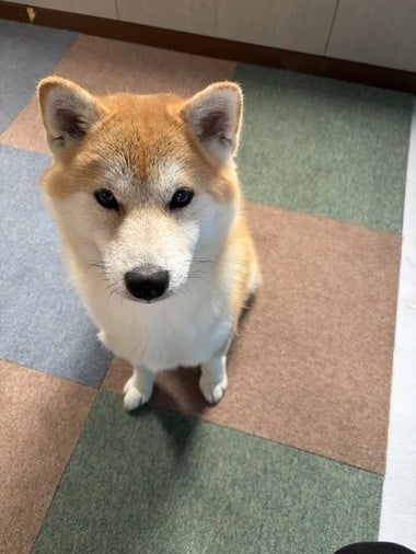 雛乃(ひなの)