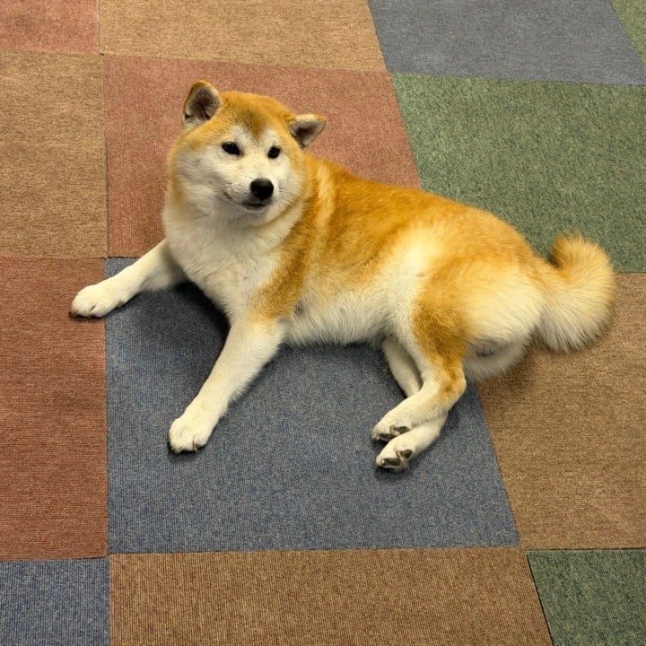 琴春(ことは)