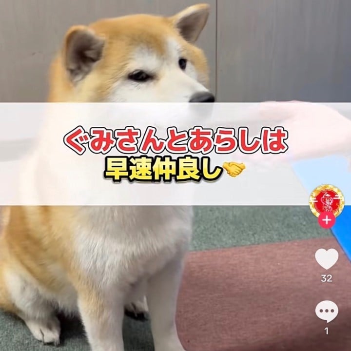 紅魅(ぐみ)