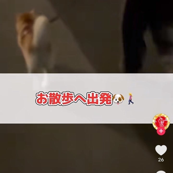 紅魅(ぐみ)