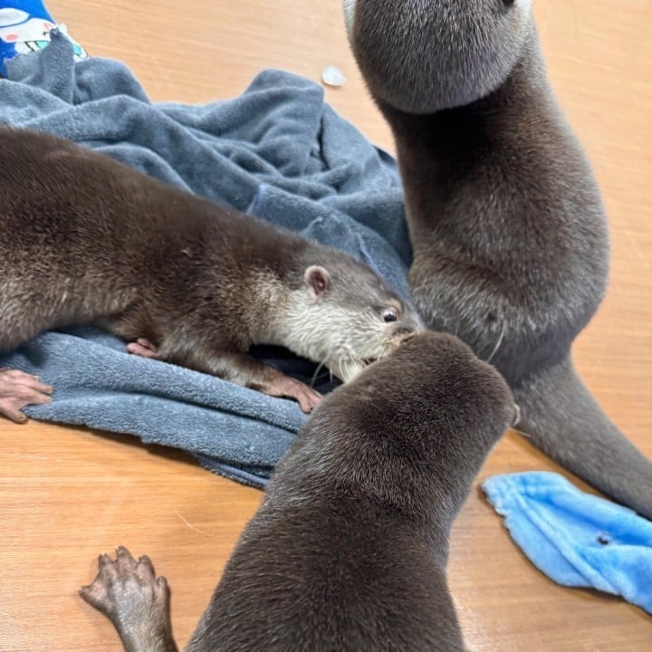六花(りっか)